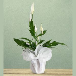  Antalya Çiçekler - Saksı Çiçekleri