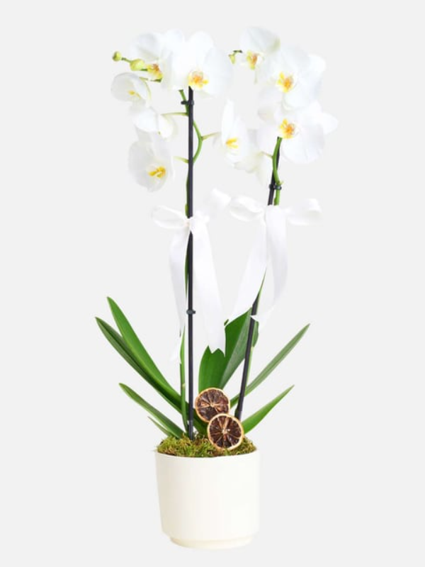  Antalya Çiçekler - 2 Dal Beyaz Orkide Çiçeği
