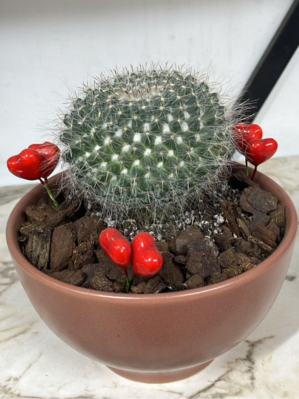  Antalya Çiçekçiler - Kiremit Saksıda Kaktüs