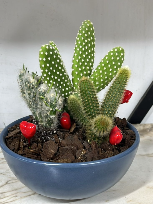  Antalya Çiçek Gönder - Mavi Saksıda Teraryum