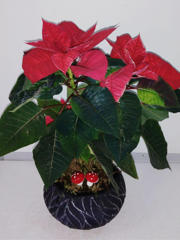  Antalya Çiçek Gönder - Saksıda Ponsetya