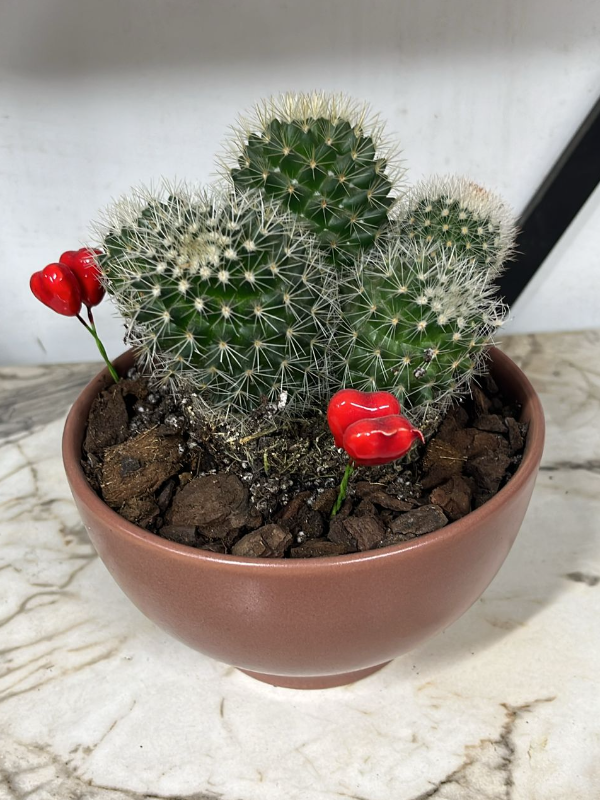  Antalya Çiçekçi - Top Kaktüs