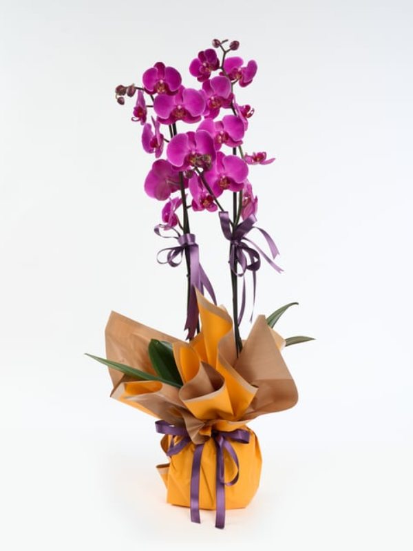 Antalya Çiçek Siparişi - Sarı Buket Kağıtlı Saksıda Çiftli Mor Orkide