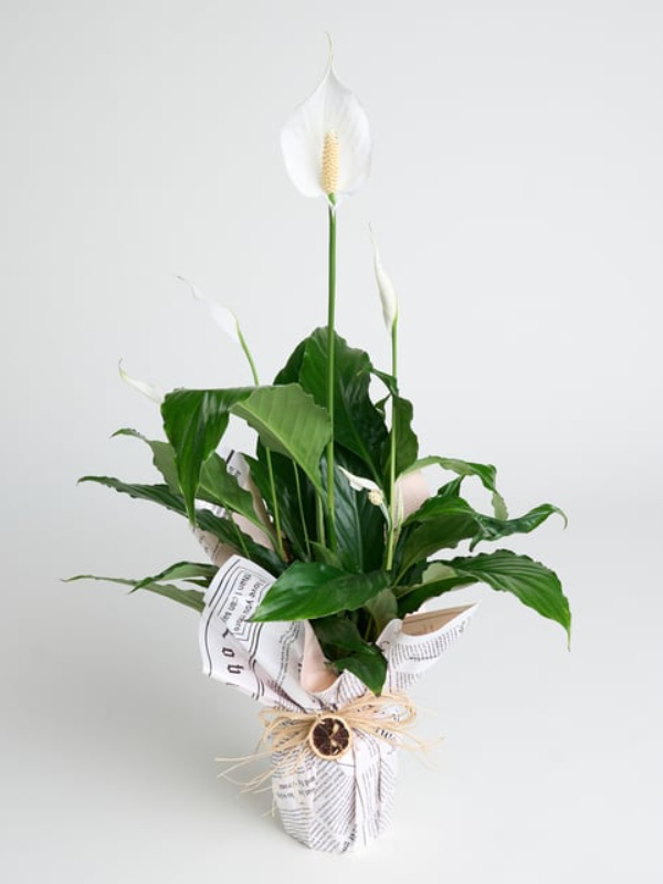  Antalya Çiçek Gönder - Gazete Desenli Buket Süslemeli Saksıda Spatifilyum