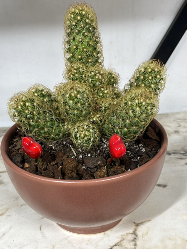  Antalya Çiçek Gönder - Rebutia Kaktüsü