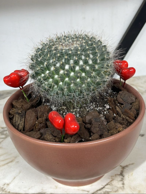  Antalya Çiçekçiler - Kiremit Saksıda Kaktüs