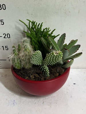  Antalya Çiçek Gönder - Kırmızı Saksıda Bahçe 