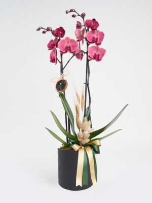  Antalya Çiçek Gönder - Siyah Kutuda Ateş Kırmızısı Çiftli Orkide