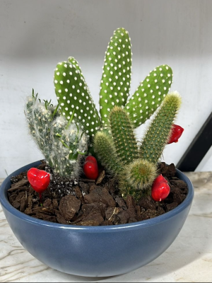  Antalya Çiçek Gönder - Mavi Saksıda Teraryum