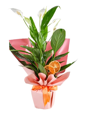  Antalya Çiçekler - Spathiphyllum